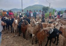 मकवानपुरको बागमतीबाट १ करोडको खसीबोका बिक्री