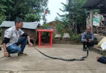 हेटौँडामा किङ कोब्राको उद्दार