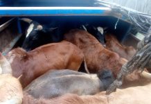अवैध रूपमा ल्याइएका १२ वटा गोरु नियन्त्रण