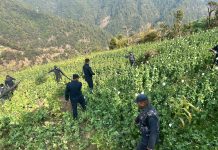 कैलाश गाउँपालिकामा १४ बिघा क्षेत्रफलको अफिम र गाँजा खेती फँडानी