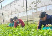 जनप्रिय माविमा ‘सिक्दै कमाउँदै’ कार्यक्रम : विद्यार्थी खेती र पशुपालनमा व्यस्त